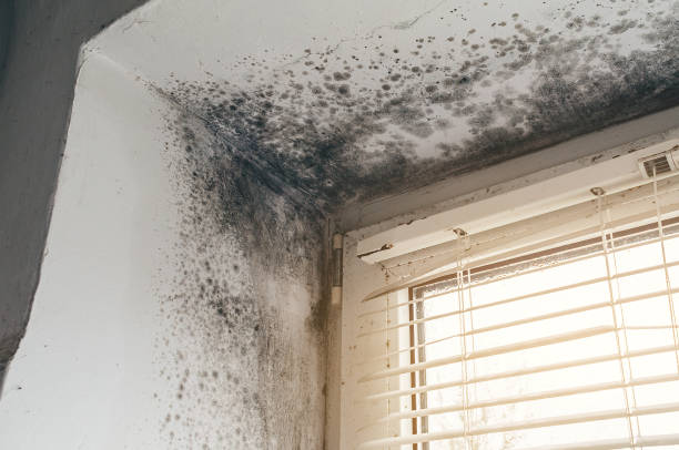 Affordable Mold Remediation solutions in Scotch Plains, NJ